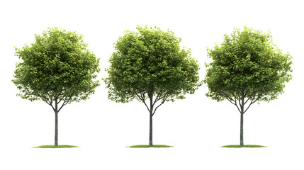 Obraz premium Vibrant Trio of Green Trees Against a Clean White Background for Design Projects