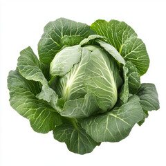 Fototapeta premium cabbage isolated on white