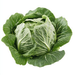 Obraz premium cabbage isolated on white
