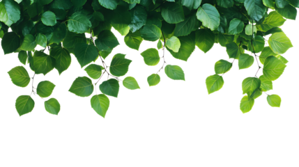 Vibrant Green Tree Leaves on Transparent Background - Professional Nature Image Asset