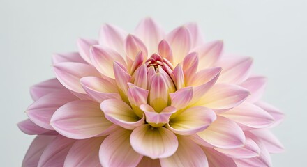 Fototapeta premium Petal Whisper AI Generated