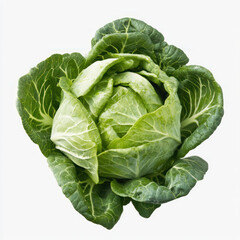 cabbage isolated on white background