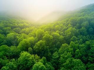 Obraz premium Aerial view of lush green forest with fog and sunlight peeking through the trees