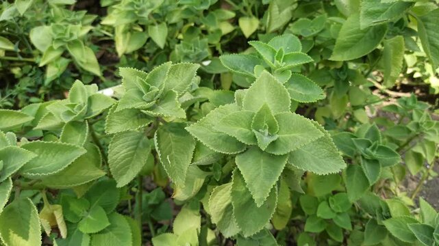 cumin farming