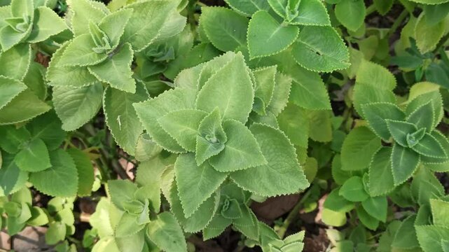 cumin farming