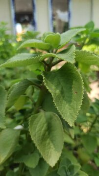 cumin farming