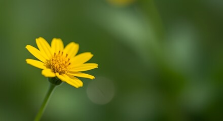 Obraz premium Golden Hour Bloom AI Generated