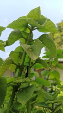 cumin farming