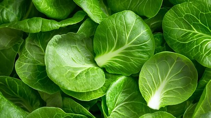 Obraz premium Close up bok choy leaves fresh produce