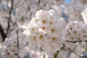Beautiful pink cherry blossoms