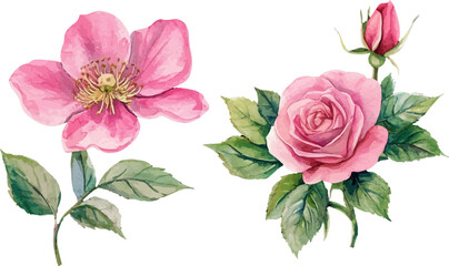 bouquet of pink roses