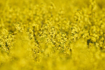 Blooming rapeseed field in spring