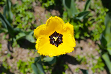 Obraz premium Beautiful tulip flower garden. The Expo 70 Commemorative Park, Osaka, Japan