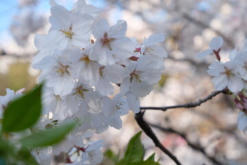 Beautiful pink cherry blossoms