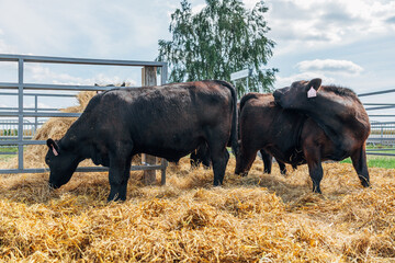 Black Angus calves in the open air