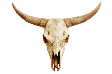 Isolated Detailed Cow Skull with Long Horns