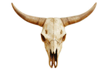 Isolated Detailed Cow Skull with Long Horns