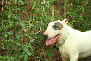 Portrait of a Bull Terrier in the park. Bull Terrier is a small dog of the genus Bull Terrier.