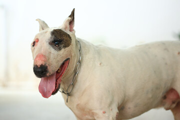 Portrait of a Bull Terrier in the park. Bull Terrier is a small dog of the genus Bull Terrier.