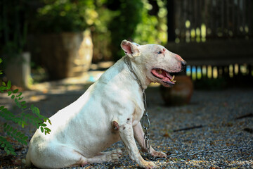 Portrait of a Bull Terrier in the park. Bull Terrier is a small dog of the genus Bull Terrier.