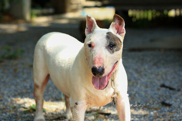 Portrait of a Bull Terrier in the park. Bull Terrier is a small dog of the genus Bull Terrier.