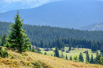 Young spruce against the backdrop of mountains with dense forest and a valley with wooden huts.