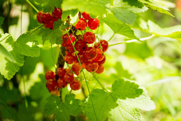 red currant, common, garden, red, ripe, round, bunches of berries, fresh, on branches, sun, green leaves, bush, vegetable garden, plant, summer, nature