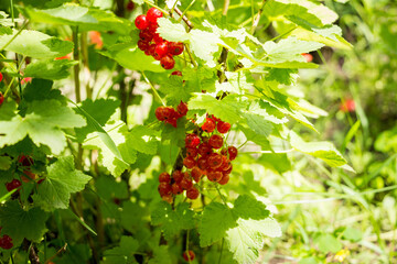 red currant, common, garden, red, ripe, round, bunches of berries, fresh, on branches, sun, green leaves, bush, vegetable garden, plant, summer, nature
