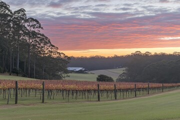 Obraz premium Scenic vineyard landscape at dawn with colorful sky and distant building creating a tranquil and serene rural atmosphere in a natural setting