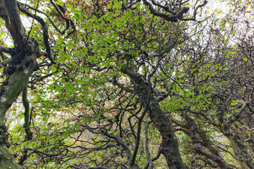 Old tree with green leaves and branches in the sunny park