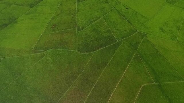 Aerial view of Lodok or spider web rice fields in Cancar village, Ruteng, Manggarai, East Nusa Tenggara, Indonesia. showcasing traditional land division system in geometric patterns.