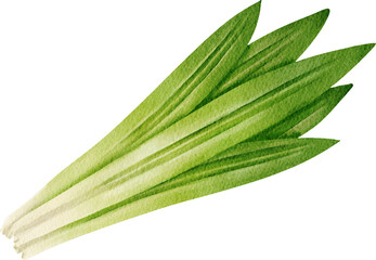 Obraz premium Watercolor Pandan Leaves Illustration