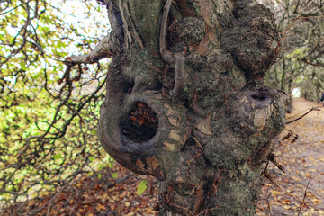 Old tree trunk in the summer forest landscape with branches