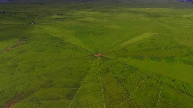 Aerial view of Lodok or spider web rice fields in Cancar village, Ruteng, Manggarai, East Nusa Tenggara, Indonesia. showcasing traditional land division system in geometric patterns.