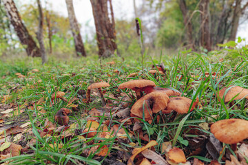 Wild brown mushrooms and yellow leaves dot the autumn forest floor
