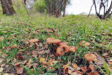 Brown mushrooms in the autumn forest among yellow leaves and green moss