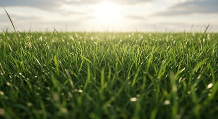 Fototapeta premium Green Grass Field Under Sky with Sun Shining Through Clouds