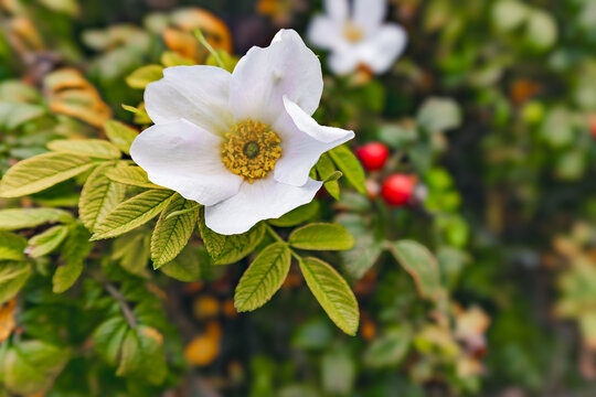 Rose hip flower in the nature.