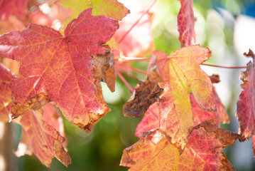 Autumn maple leafs on tree with blurred background