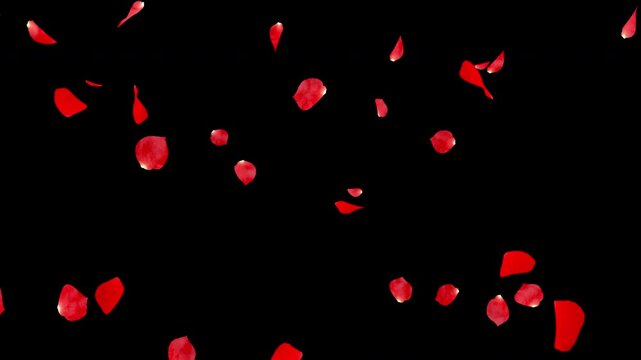 水彩風の赤いバラの花びらが舞うアニメーション素材_4K背景透過