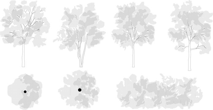 Trees in elevation and plan view for use in architectural drawings