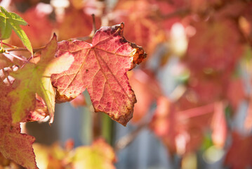 Autumn maple leaf in sharp focus with blurred background and copy space
