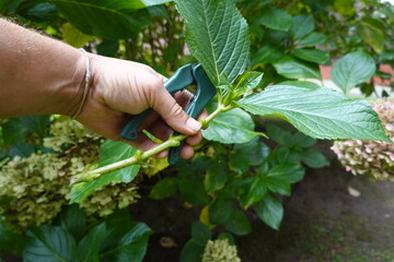 Gardener cutting hydrangea stem with pruning shears in garden