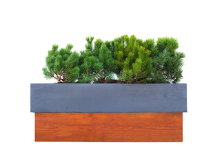 coniferous tree in container isolated on white background