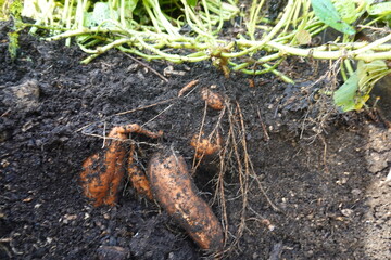Farmer harvesting sweet potatoes from fertile soil