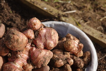 Farmer holding freshly harvested jerusalem artichoke in garden
