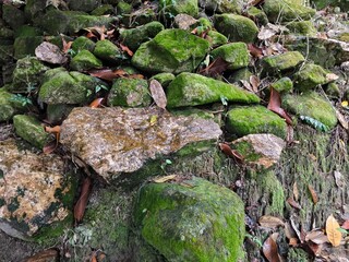 moss on the rocks