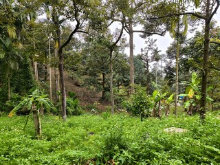 Fototapeta premium tropical forest in thailand