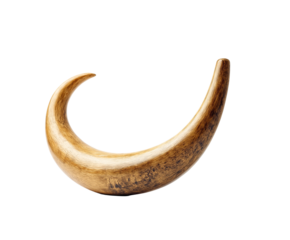 Isolated wild boar tusk showcases raw power against clean white background. Detailed texture on curved animal tusk provides authentic feel for wildlife or hunting projects. Powerful single tusk.