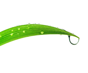 Water drop hangs from fresh green leaf tip isolated. Purity water drop closeup. Dew drop. 